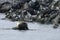 Seal spotted seal, largha seal, Phoca largha laying on the rock in sea on blurred background of seagulls. Wild largha seal in na