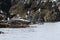 Seal spotted seal, largha seal, Phoca largha laying on the rock in sea on blurred background of seagulls. Wild largha seal in na