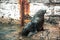 A seal standing in Kalk Bay harbor, near Cape Town, South africa