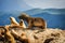 A seal standing on a rock, Beagle Channel, Argentina