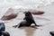 Seal standing on a rock and posing