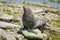 Seal standing on seacoast rock on beach