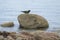 Seal statue mounted on a rock