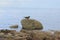 Seal statue mounted on a rock