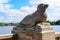 Seal Statue on the promenade