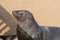 Seal sunbathing closeup, Cape Cross, Namibia