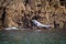 Seal sunbathing on a rock