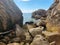 Seal sunbathing on a rock in New Zealand