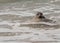 Seal in The Surf Looks at Camera