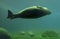 Seal swim in zoo aquarium