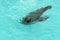 Seal Swimming 2