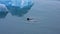 Seal swimming through frozen waters