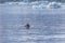 Seal swimming in glacier lagoon Jokulsarlon in Iceland