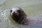 A Seal Swimming in Green Water