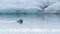 Seal swimming in ice lagoon