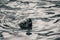 A seal swimming in Kalk Bay harbor, near Cape Town, South africa