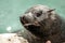 A seal swimming in Kalk Bay harbor, near Cape Town, South africa