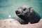 A seal swimming in Kalk Bay harbor, near Cape Town, South africa