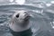 Seal swimming and looking cute in Antarctic Peninsula