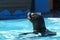 Seal in Swimming Pool