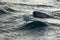 Seal swimming in water at Barents Sea