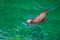 a seal swimming in the water near the shore line of a beach area with rocks and sand on