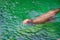 a seal swimming in the water near the shore line of a beach area with rocks and sand on