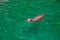 a seal swimming in the water near the shore line of a beach area with rocks and sand on