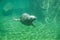a seal swimming in the water near the shore line of a beach area with rocks and sand on