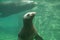 a seal swimming in the water near the shore line of a beach area with rocks and sand on