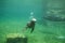 a seal swimming in the water near the shore line of a beach area with rocks and sand on