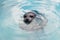 Seal swims in clear water, only the muzzle is visible