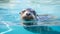 A seal swims in a pool of clean water, an animal of the seal family in captivity on rehabilitation in the reserve.