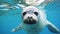 A seal swims in a pool of clean water, an animal of the seal family in captivity on rehabilitation in the reserve.