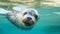 A seal swims in a pool of clean water, an animal of the seal family in captivity on rehabilitation in the reserve.