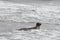 Seal only swims in the water, Seals are resting on a sandbar after a fish meal