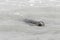 Seal only swims in the water, Seals are resting on a sandbar after a fish meal