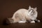 Seal tabby point with white siberi cat