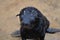 Seal Toddler Portrait cape cross Seal reserve Namibia Africa