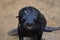 Seal Toddler Portrait cape cross Seal reserve Namibia Africa