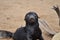 Seal Toddler Portrait cape cross Seal reserve Namibia Africa