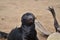 Seal Toddler Portrait cape cross Seal reserve Namibia Africa