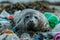 Seal among trash on the beach