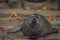 Seal water animal near dirty pond in autumn dark day