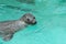 Seal in the water (eared seals, Otariidae)