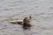 A seal waving its flipper saying goodbye