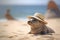 Seal wearing summer straw hat on beach.