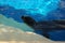 Seal wet cute swims in blue water