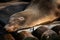 Seal in the Zoo of Berlin