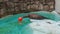 Seal at the zoo. A common seal, Phoca vitulina, is near the pool and wants to play with a red ball. The animal is in captivity.